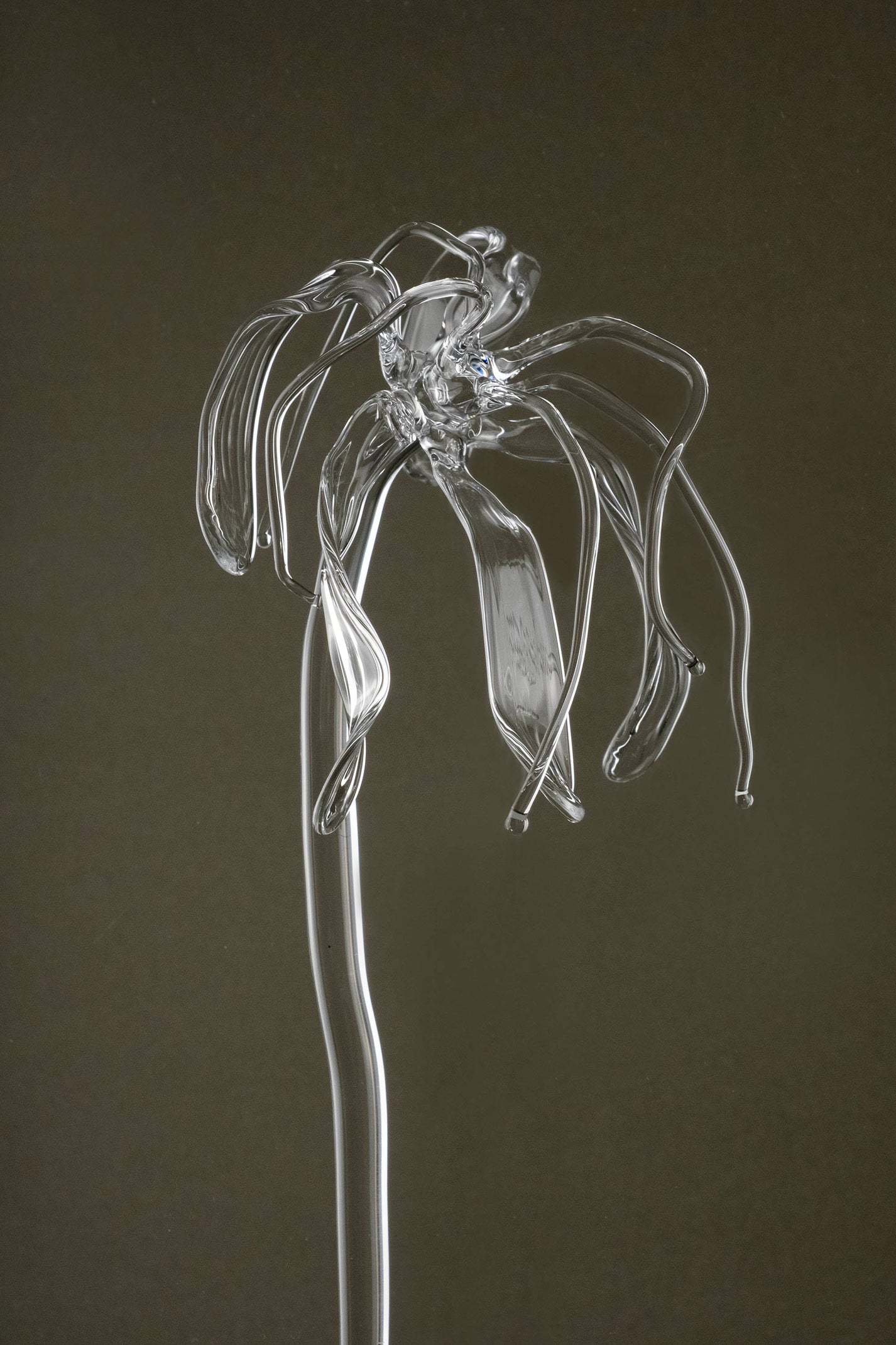 Detail image of Glasblume 04 showing the deformed petal edges and material clarity of the borosilicate glass.