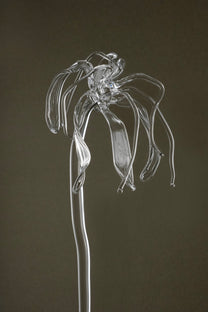 Detail image of Glasblume 04 showing the deformed petal edges and material clarity of the borosilicate glass.