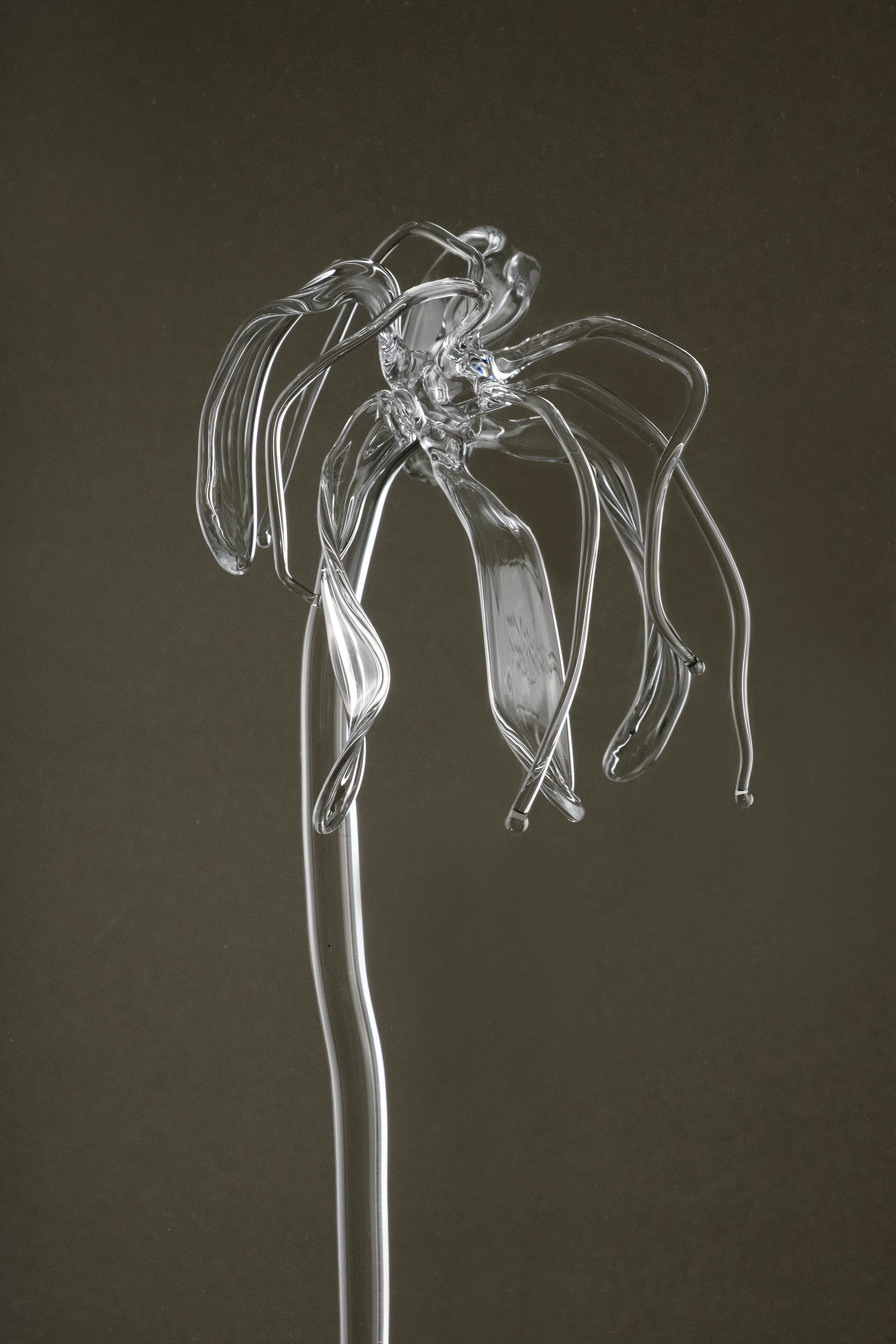 Detail image of Glasblume 04 showing the deformed petal edges and material clarity of the borosilicate glass.