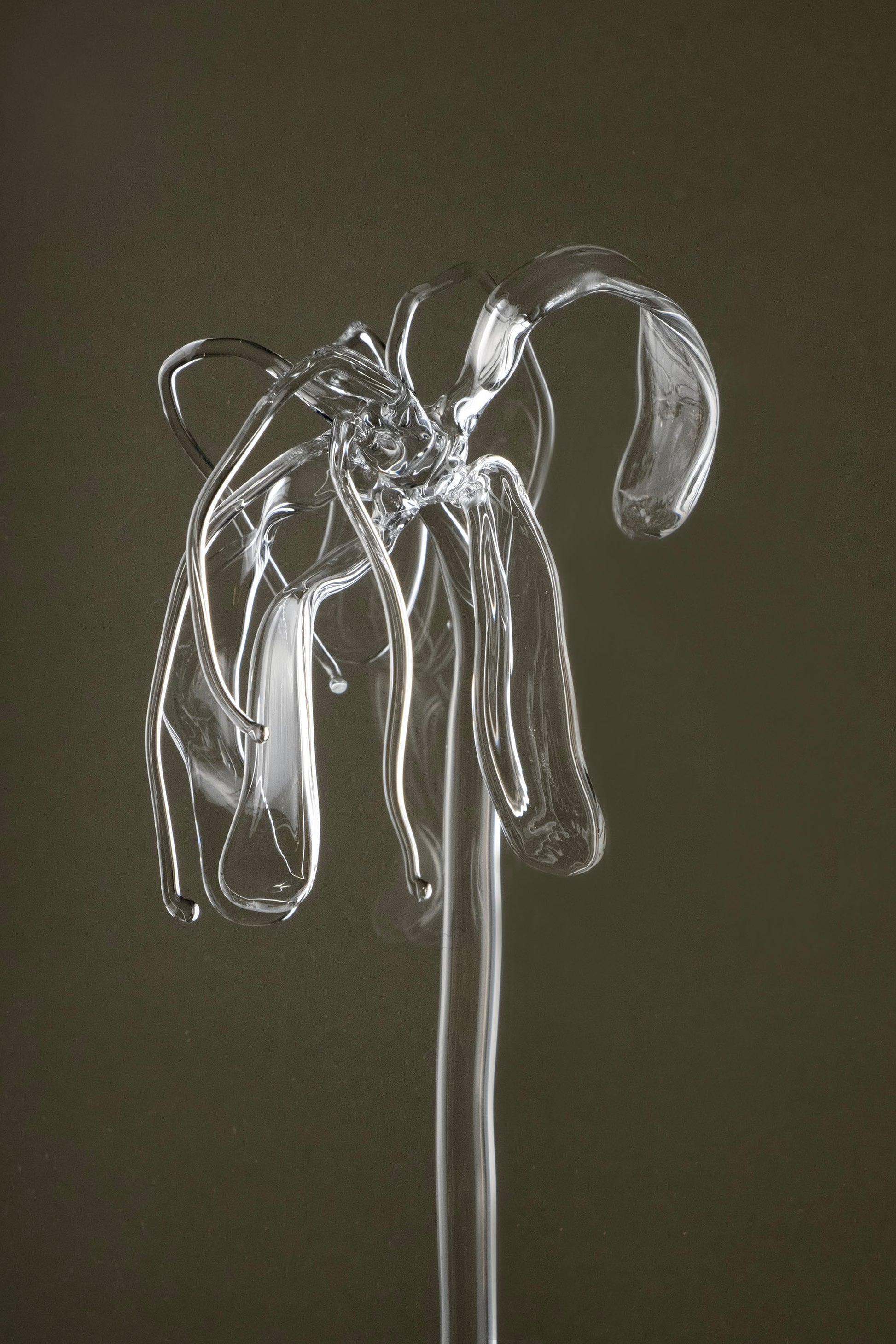 Detail image of Glasblume 04 showing the deformed petal edges and material clarity of the borosilicate glass.