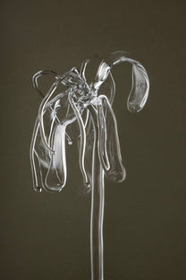 Detail image of Glasblume 04 showing the deformed petal edges and material clarity of the borosilicate glass.