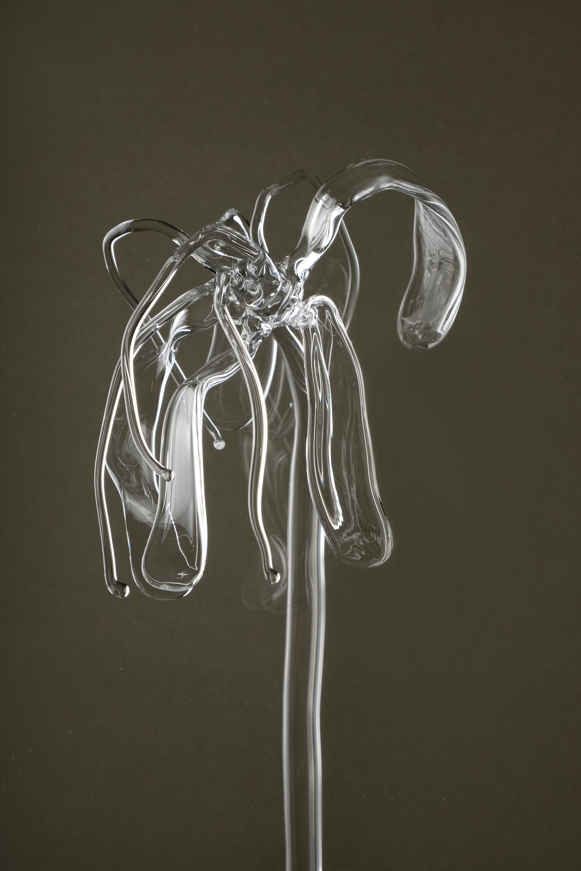 Detail image of Glasblume 04 showing the deformed petal edges and material clarity of the borosilicate glass.