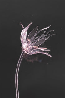 Glass Flower 02