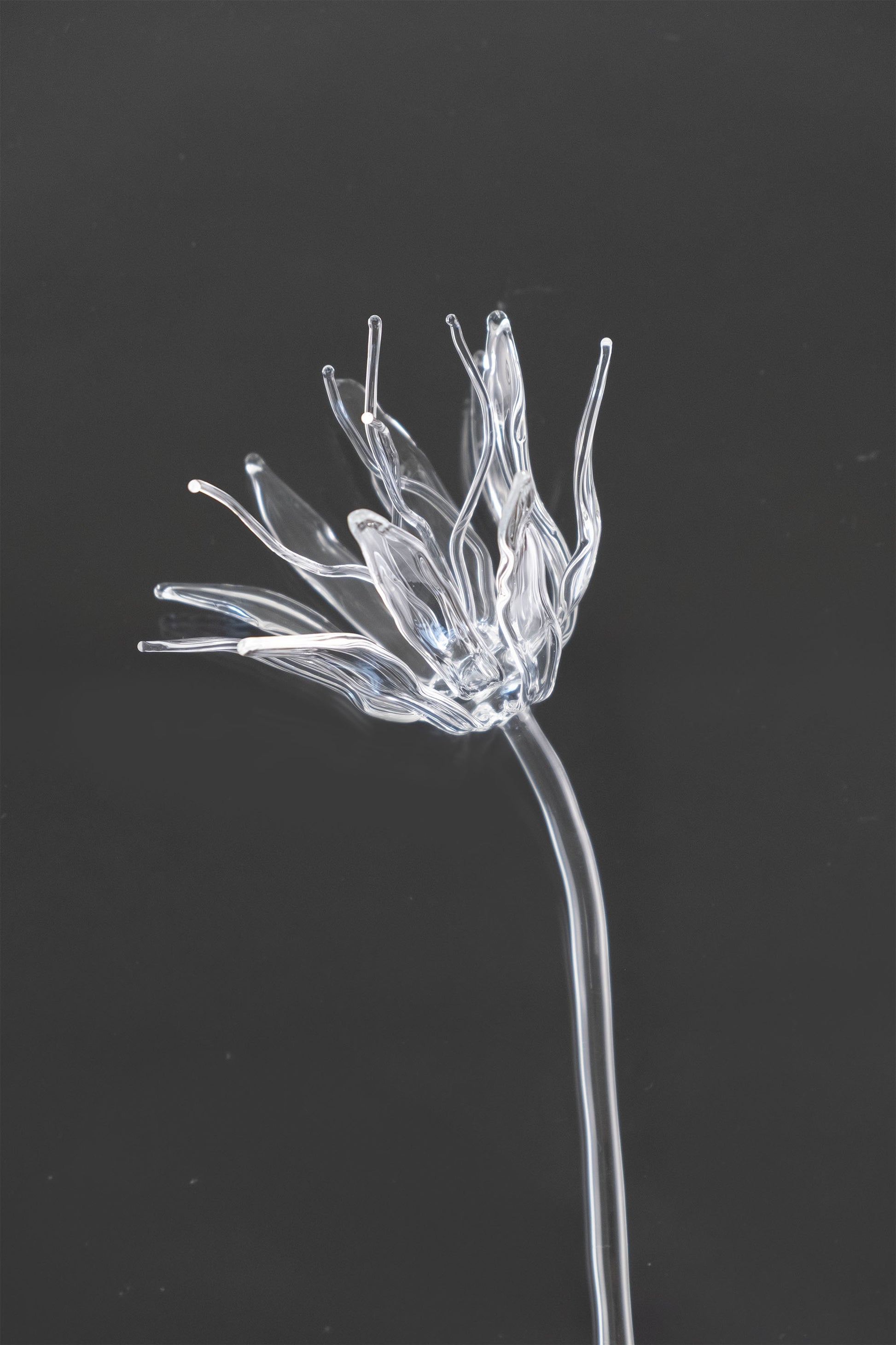 Glass Flower 02