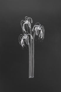 Glass Flower 04