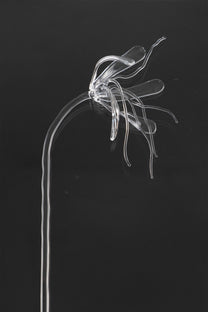 Glass Flower 05
