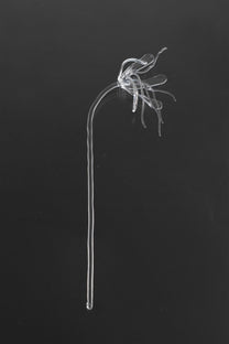 Glass Flower 05